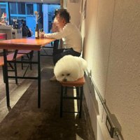 椅子でくつろぐワンコ