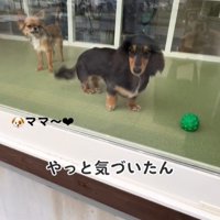ママがお迎えに来た時のコロンちゃん9