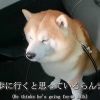 車でお散歩にでかけたら