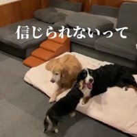 カイちゃんのことを思い出す…