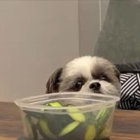 きゅうり