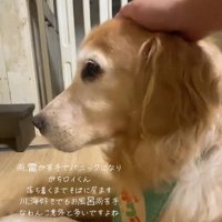 撫でられるロイくん