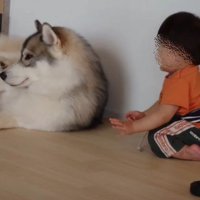 シベリアンハスキーを…