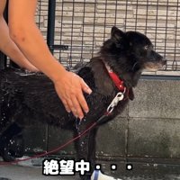 シャンプーが始まって絶望！