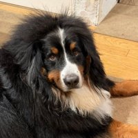 後髪が爆発した犬