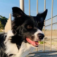 ペットホテルに居候していたワンコ9