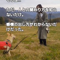 飼い主が投げようとしているゴルフボールを見つめる犬