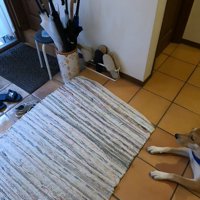 健気にお見送りする姿が切ない