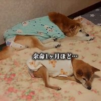 余命1カ月のクッキーちゃん