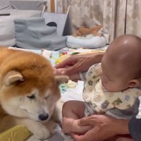 赤ちゃんに撫でられる柴雄くん