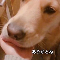 慰めてくれてます