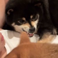 赤柴を睨みつける黒柴