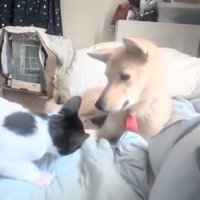 姿勢を低くするパンダちゃん