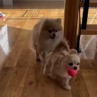 結局負けちゃうコタローちゃんでした