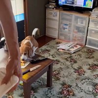 カボチャを盗み食い