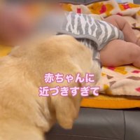 赤ちゃんに近づくベルちゃん