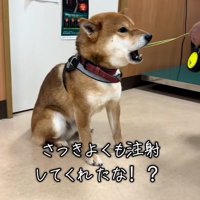 返事をするごんちゃん