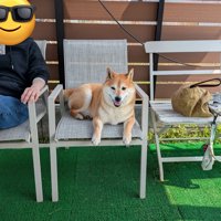 ドッグラン