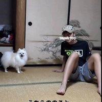カメラ目線ツーショットのポメラニアンと男の子