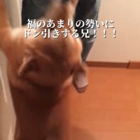 ベッドの近くにいる2匹の柴犬