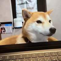 zoom会議中のみかんちゃん7