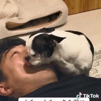 パパの口を舐めるピペちゃん