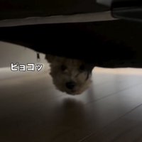 ソファの下から顔を出す犬