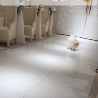 バージンロードを歩く犬