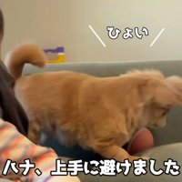 華麗に避けるハナちゃん