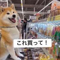 こちらを見て満面の笑みを浮かべる犬
