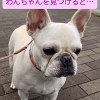 遠くを見つめる犬