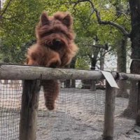 体高より高い柵を…