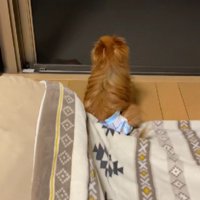 カメラロールを見てみたら…