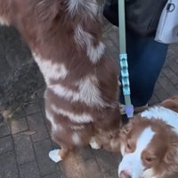 興味のないリーリエちゃん