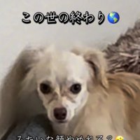 反省する犬2