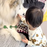 与え方が分かった息子さん