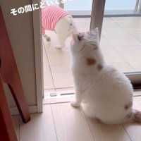 うどん君とあられちゃんの愉快なやり取り7