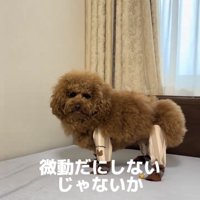 ベッドの上で固まる犬