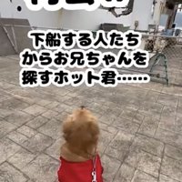 船着き場でお座りする犬