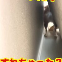 群れを離れてソファの裏へ