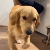 男性に頭をなでてもらえて満足そうな表情の大型犬