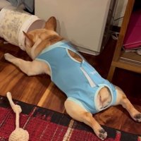 足を広げて眠る犬