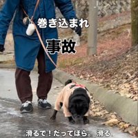 凍った地面の上を歩くパグ