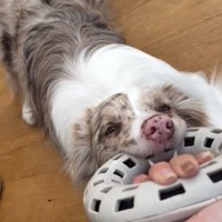 必死に引っ張るRALくん