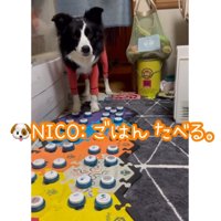 おしゃべりボタンでお喋りする中型犬