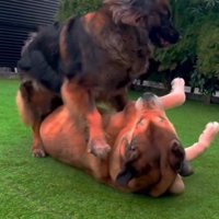 ドリーちゃんとびびちゃん