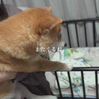 「また来るね」