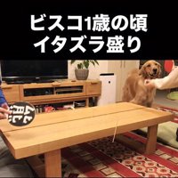 卓球をした時のビスコくん