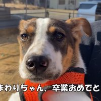ずっとのおうちが決まったよ！