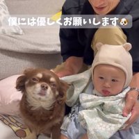 茶太郎くんを撫でる赤ちゃん2